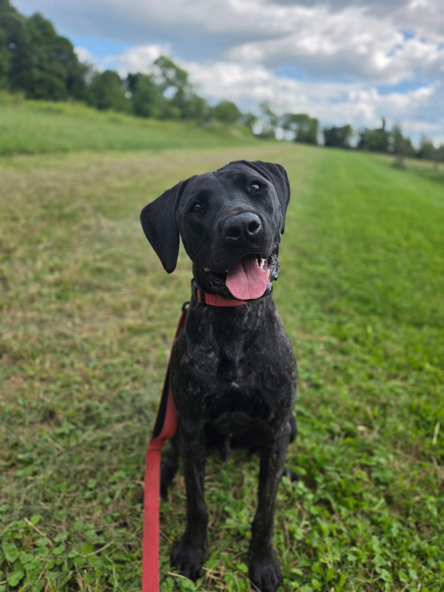 Enlarge Arlo, a Adoptable mixed breed in Warrington, PA image 1/6