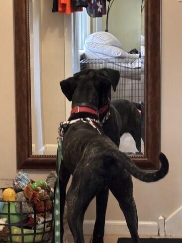 Enlarge Arlo, a Adoptable mixed breed in Warrington, PA image 6/6