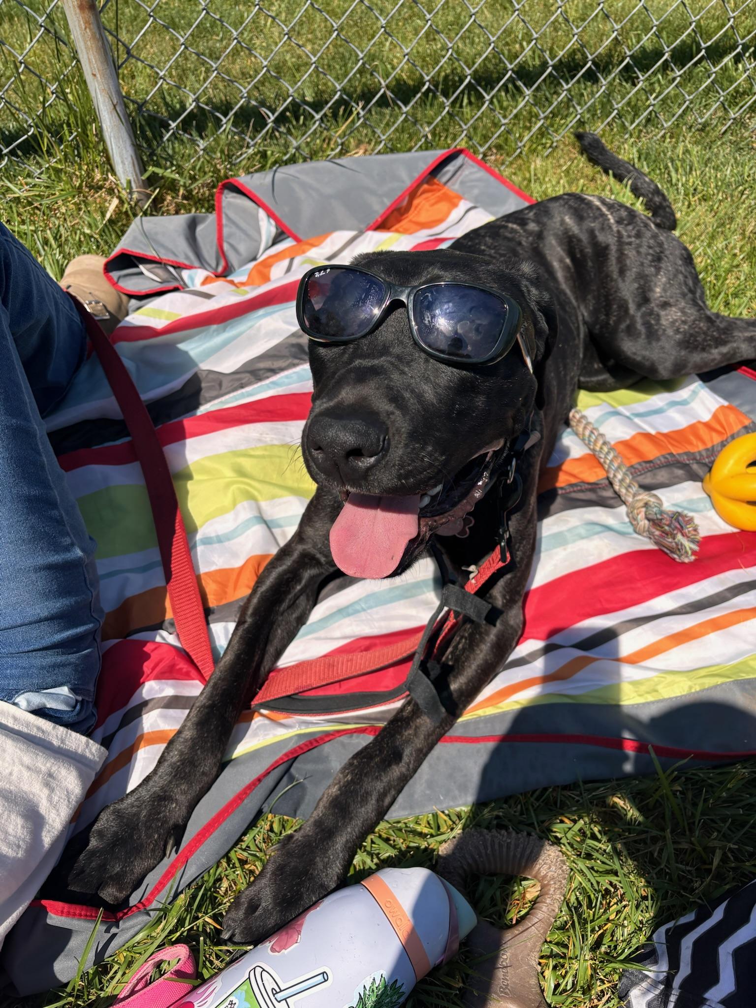 Enlarge Arlo, a Adoptable mixed breed in Warrington, PA image 4/6