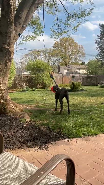 Enlarge Arlo, a Adoptable mixed breed in Warrington, PA video 5/6