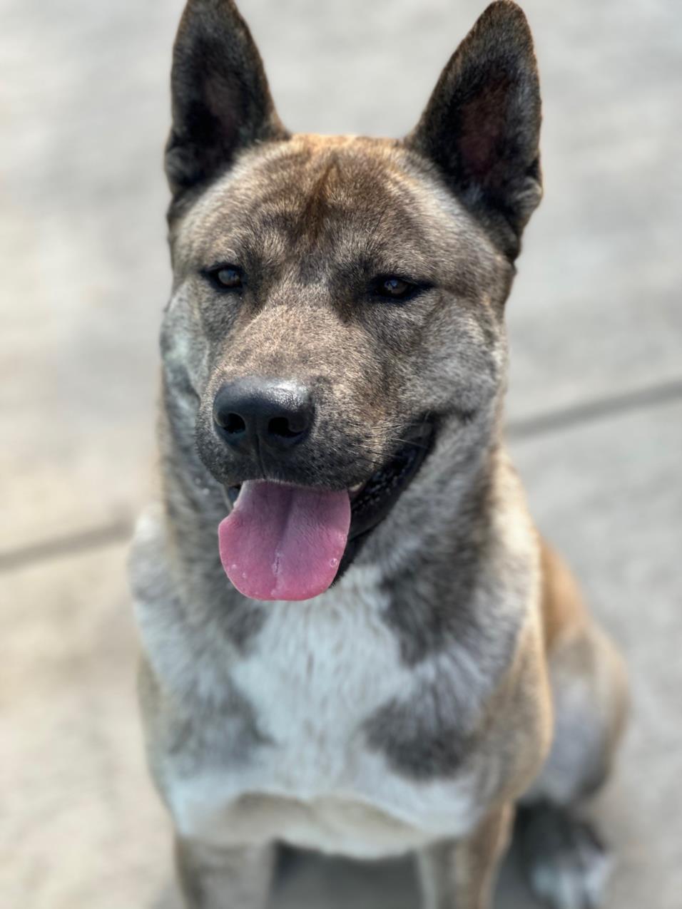 TONGA, Adoptable, Young Male Akita.