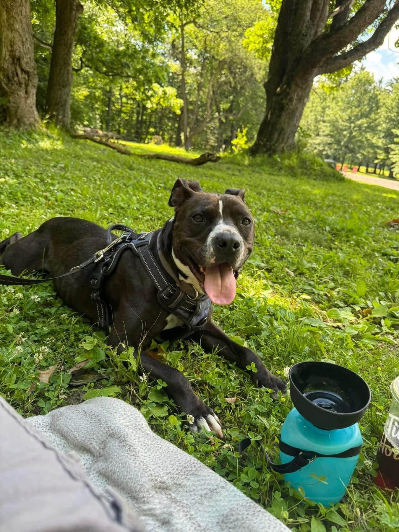 Enlarge Violet, a ADOPTABLE mixed breed in Buffalo, NY image 2/4
