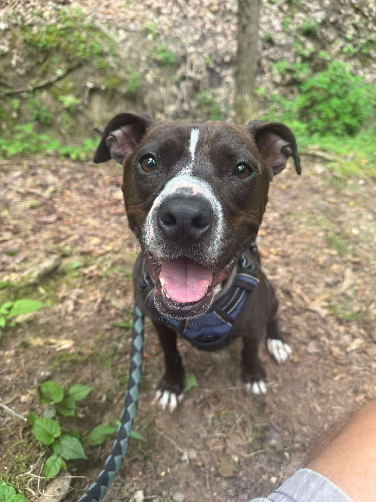 Enlarge Violet, a ADOPTABLE mixed breed in Buffalo, NY image 1/4