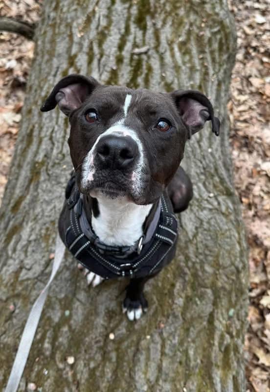 Enlarge Violet, a ADOPTABLE mixed breed in Buffalo, NY image 3/4