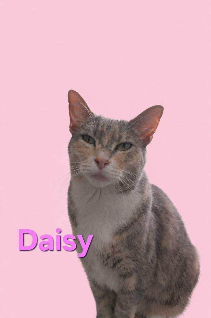Daisy, Adoptable, Young Female Domestic Short Hair.