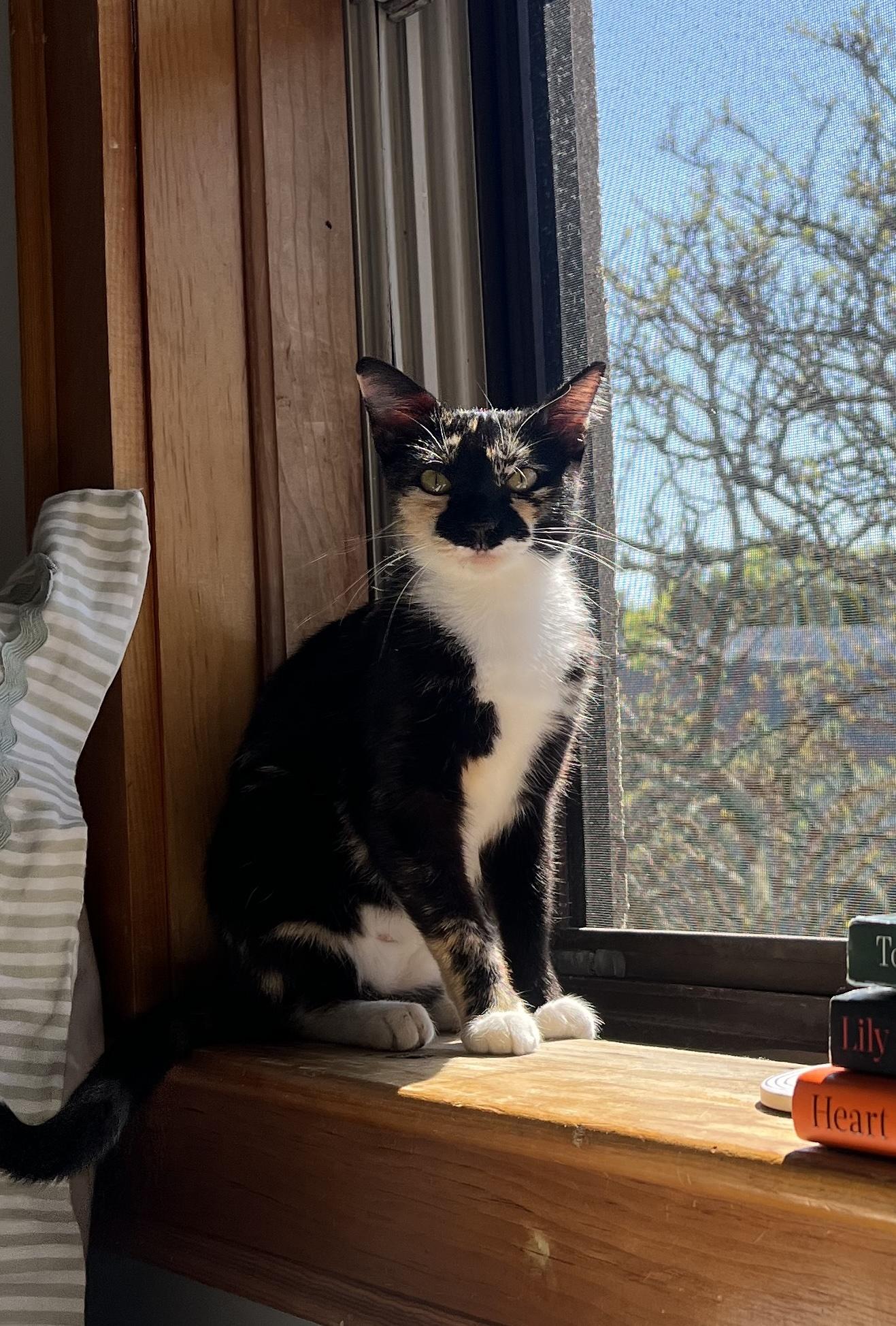 Gigi, ADOPTABLE, Adult Female Domestic Short Hair.