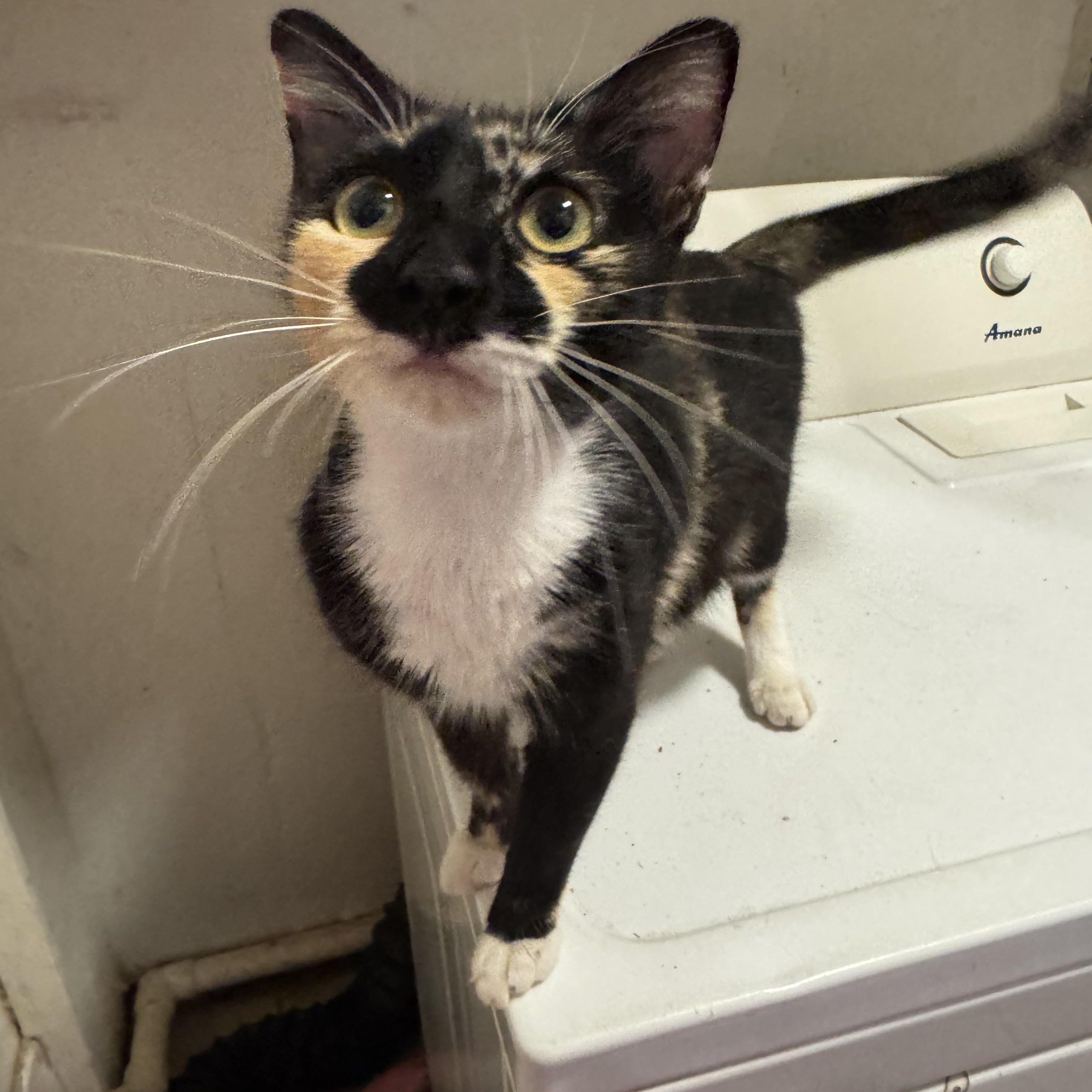 Gigi, a ADOPTABLE Domestic Short Hair in Hopkinton, MA image 2/5