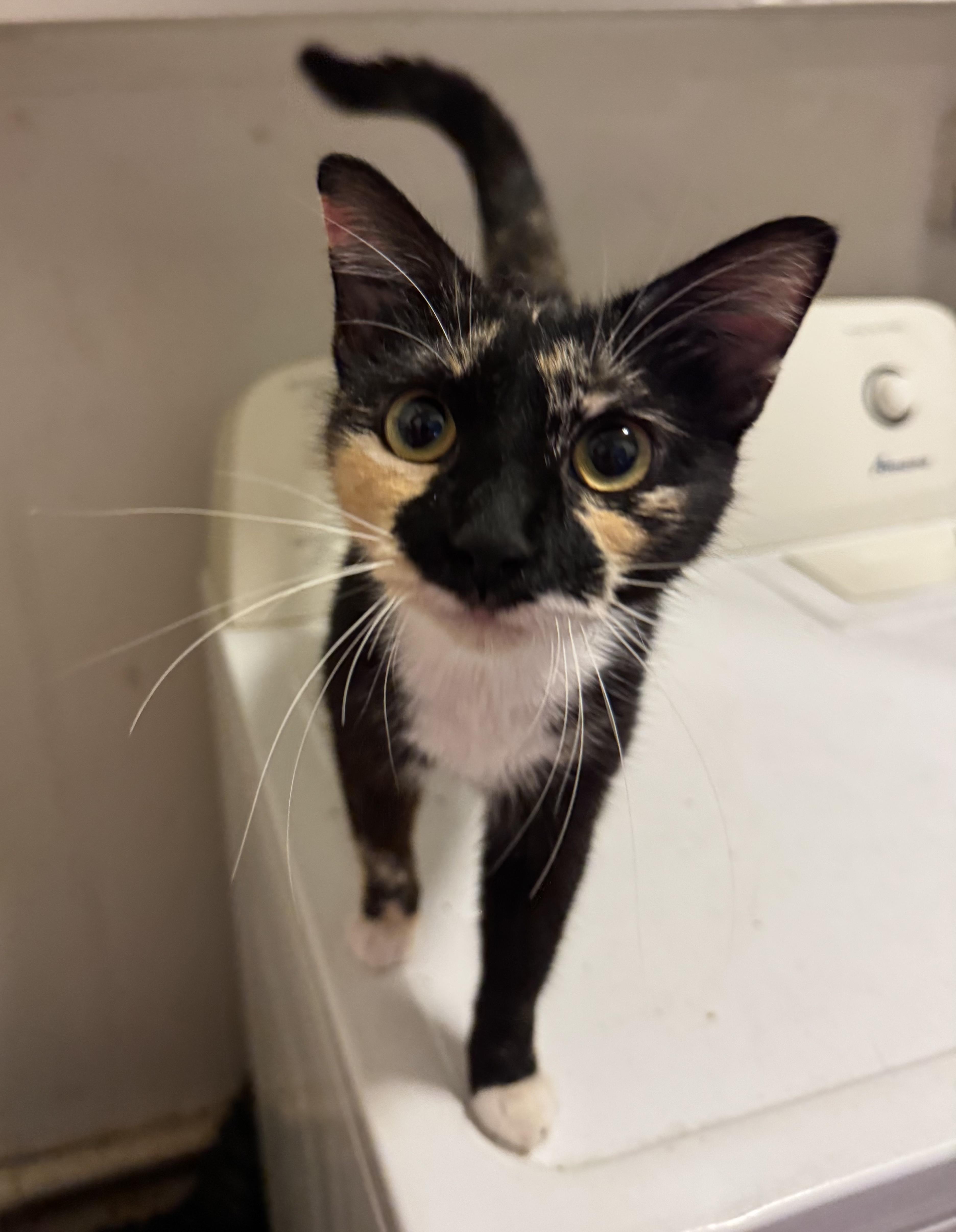 Gigi, a ADOPTABLE Domestic Short Hair in Hopkinton, MA image 3/5