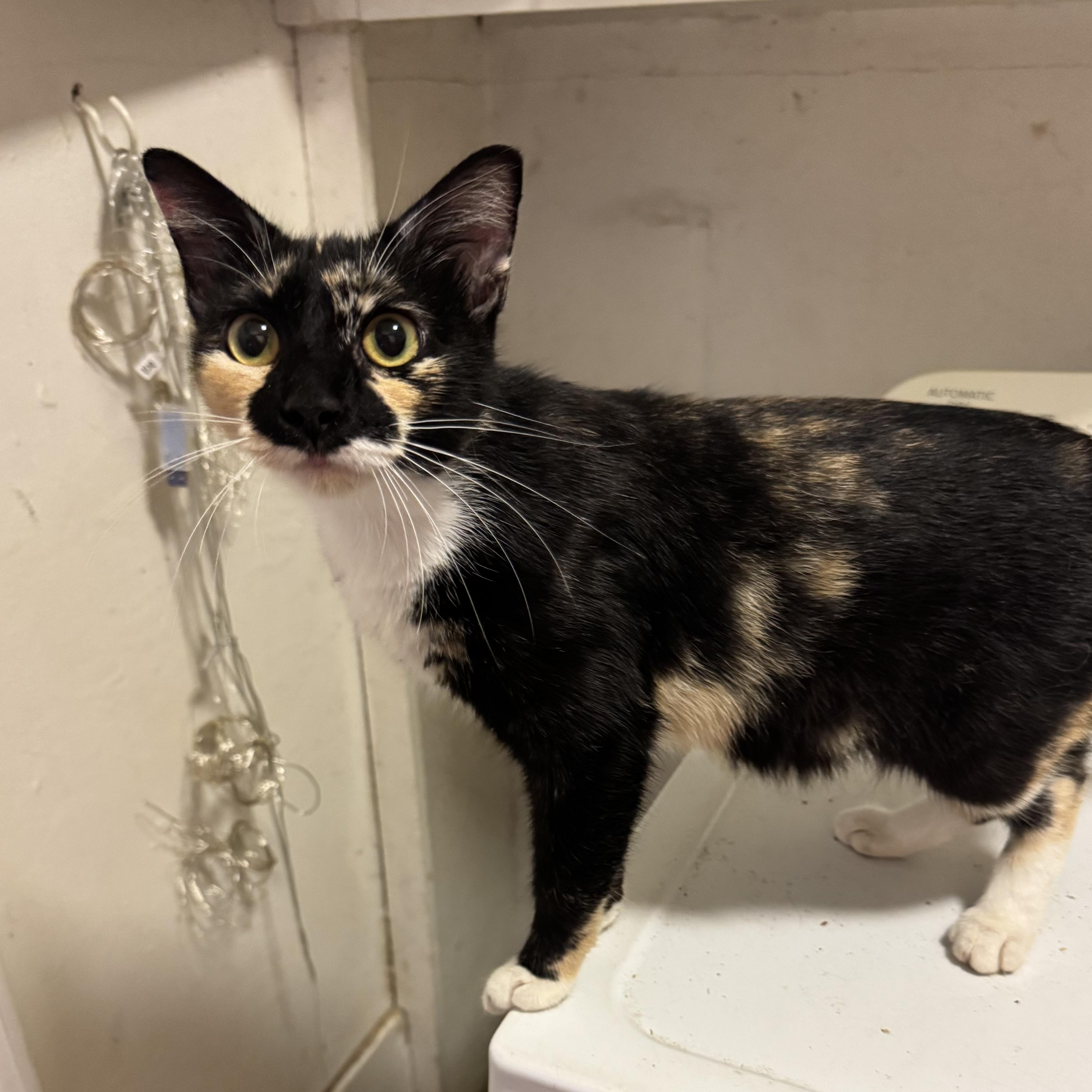 Gigi, a ADOPTABLE Domestic Short Hair in Hopkinton, MA image 4/5