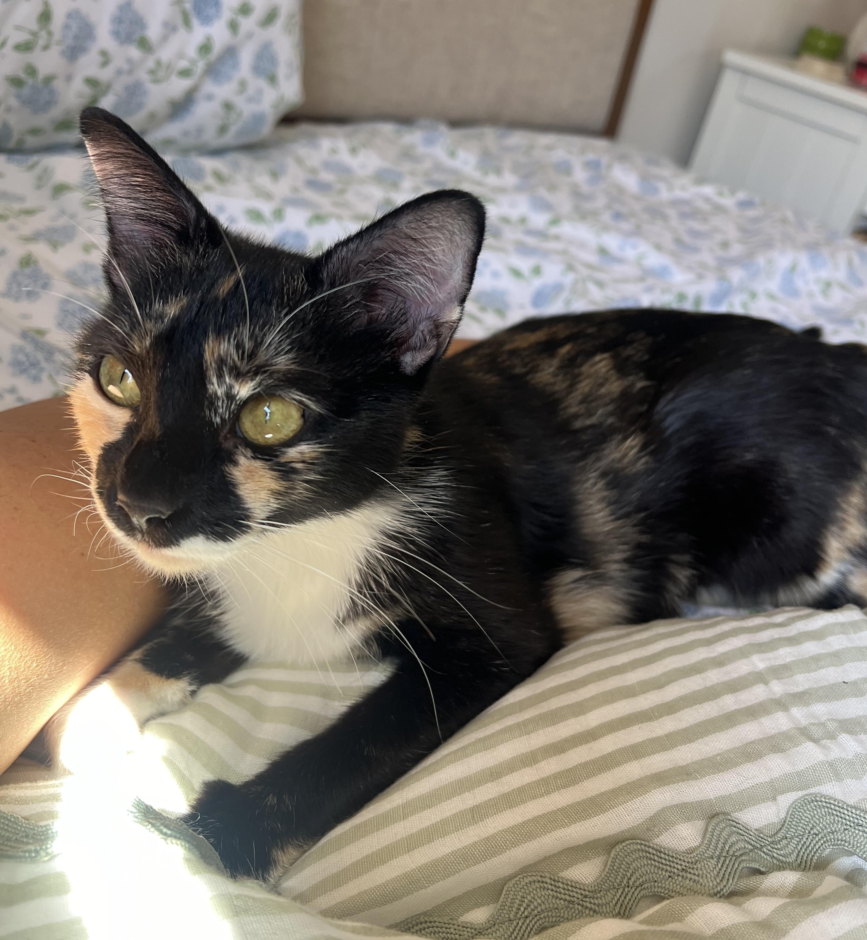 Gigi, a ADOPTABLE Domestic Short Hair in Hopkinton, MA image 5/5
