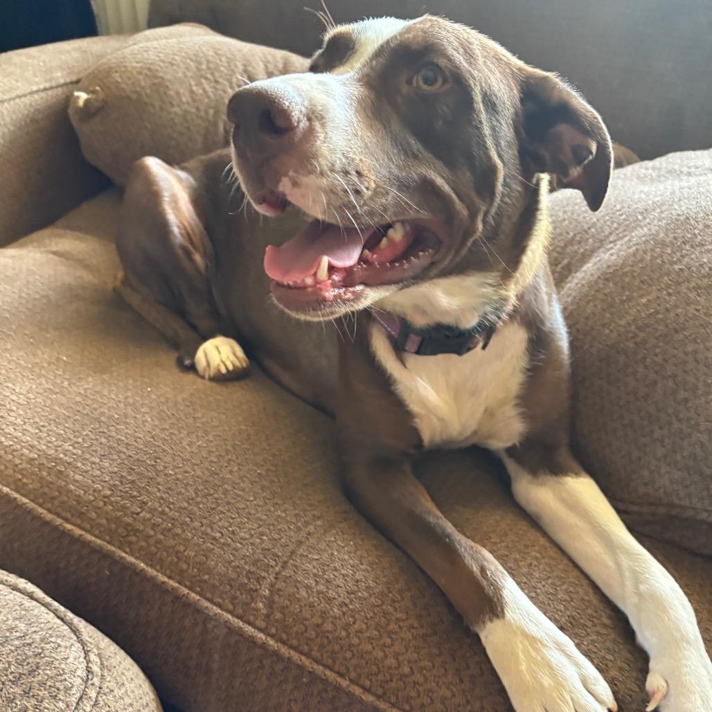 Enlarge Maple, a Adoptable mixed breed in Phoenix, AZ image 2/6