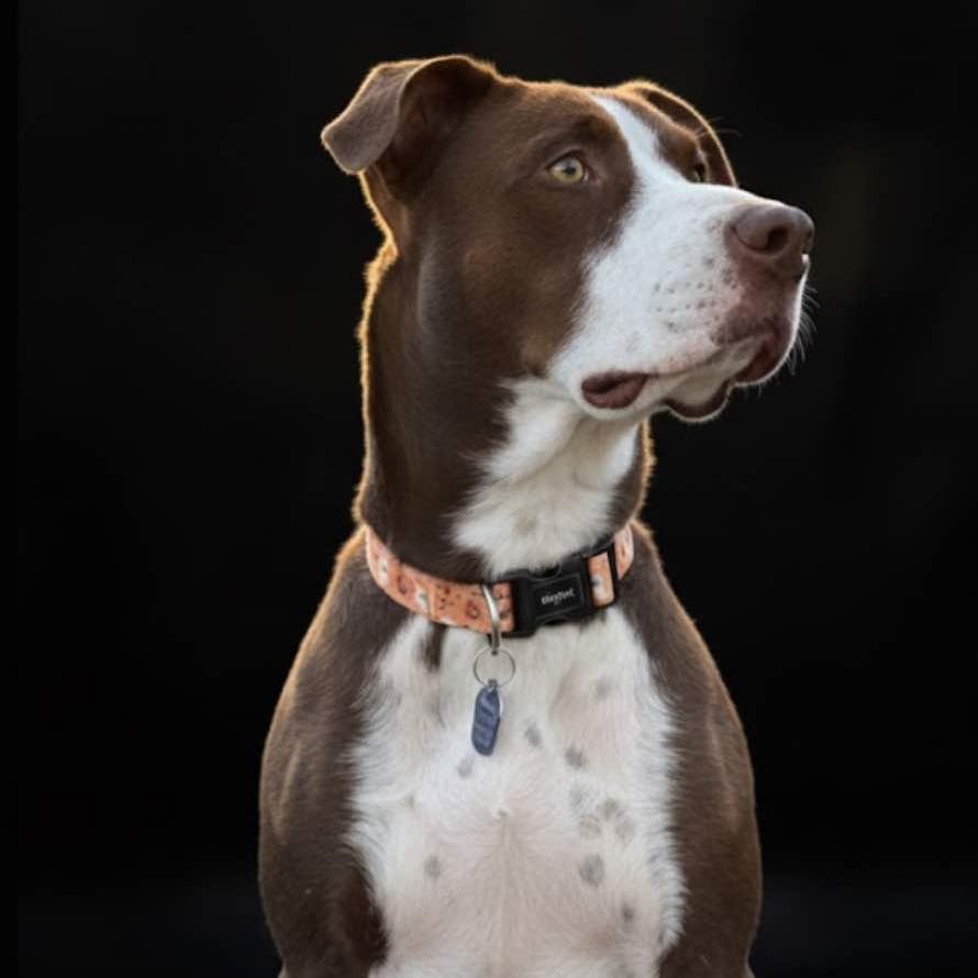 Enlarge Maple, a Adoptable mixed breed in Phoenix, AZ image 3/6