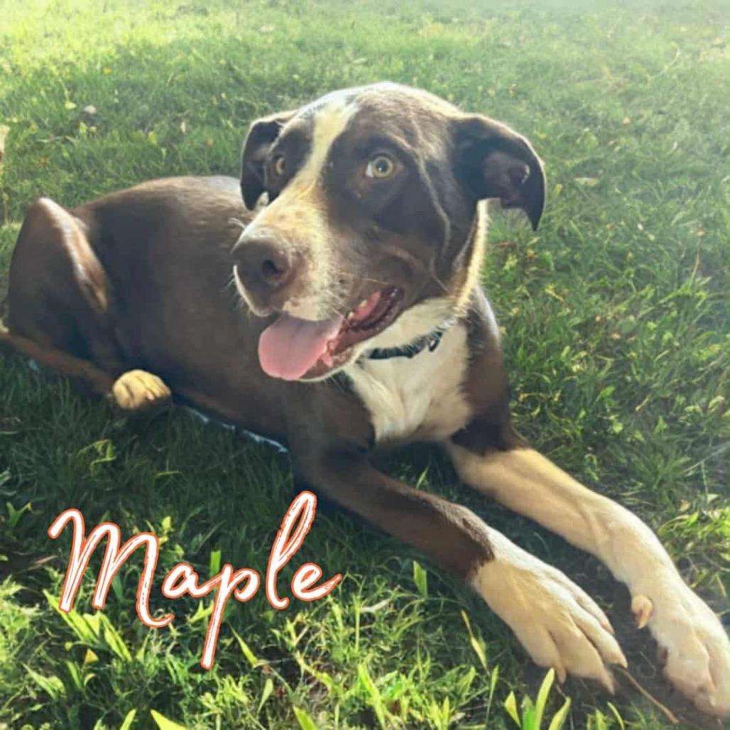 Enlarge Maple, a Adoptable mixed breed in Phoenix, AZ image 4/6