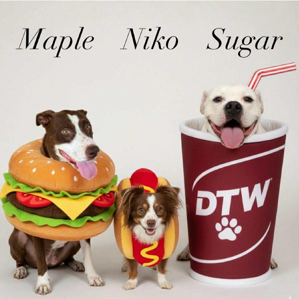 Enlarge Maple, a Adoptable mixed breed in Phoenix, AZ image 5/6