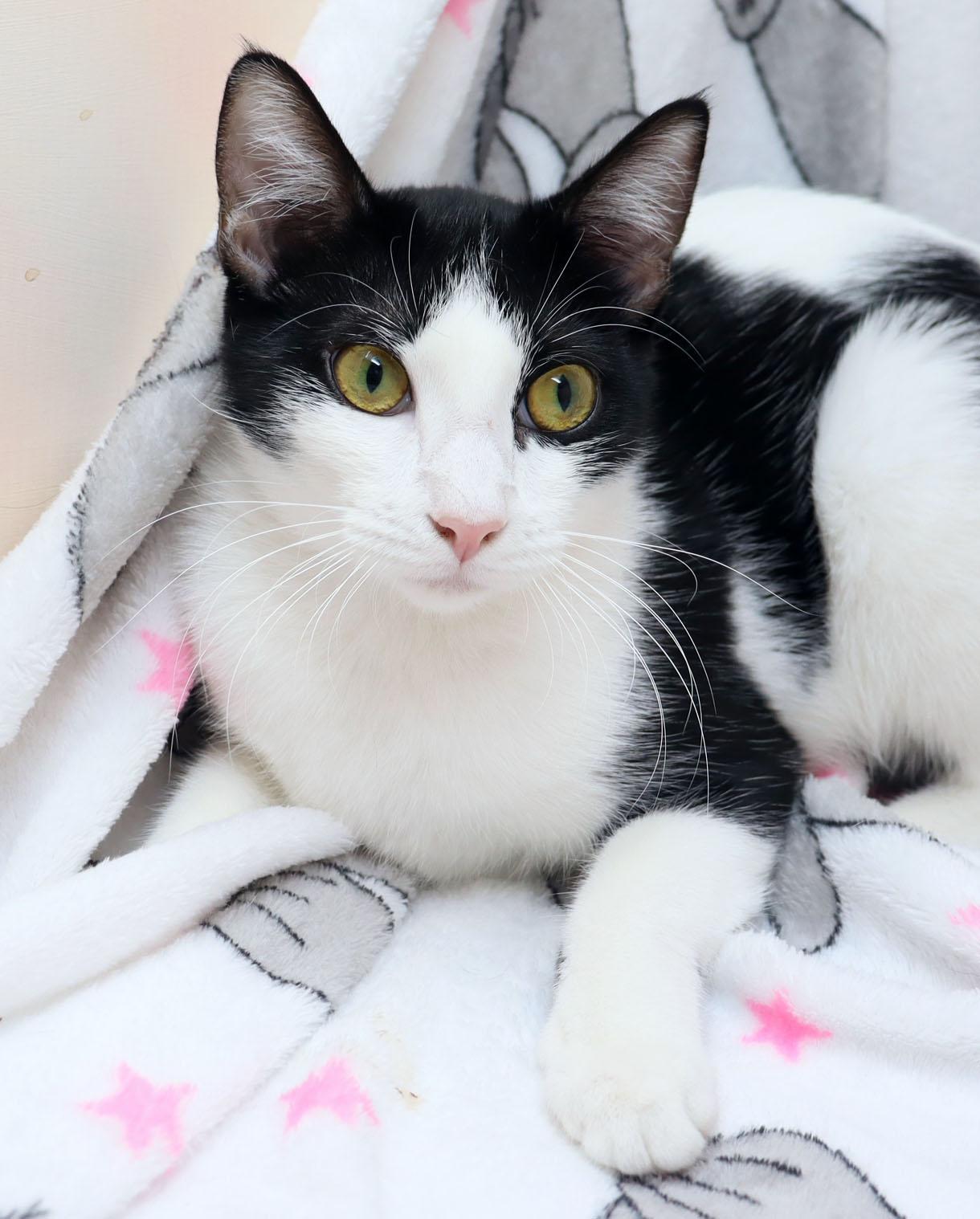 Flower, ADOPTABLE, Young Female Domestic Short Hair.