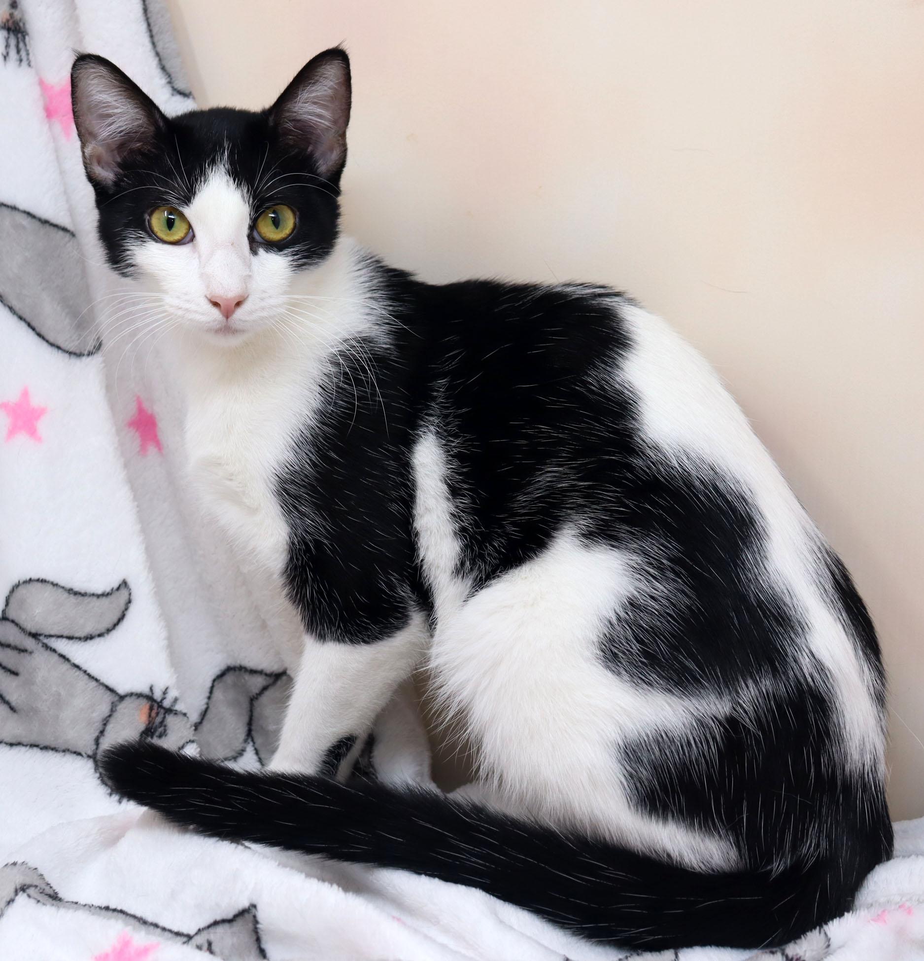 Enlarge Flower, a ADOPTABLE Domestic Short Hair in Tierra Verde, FL image 3/3