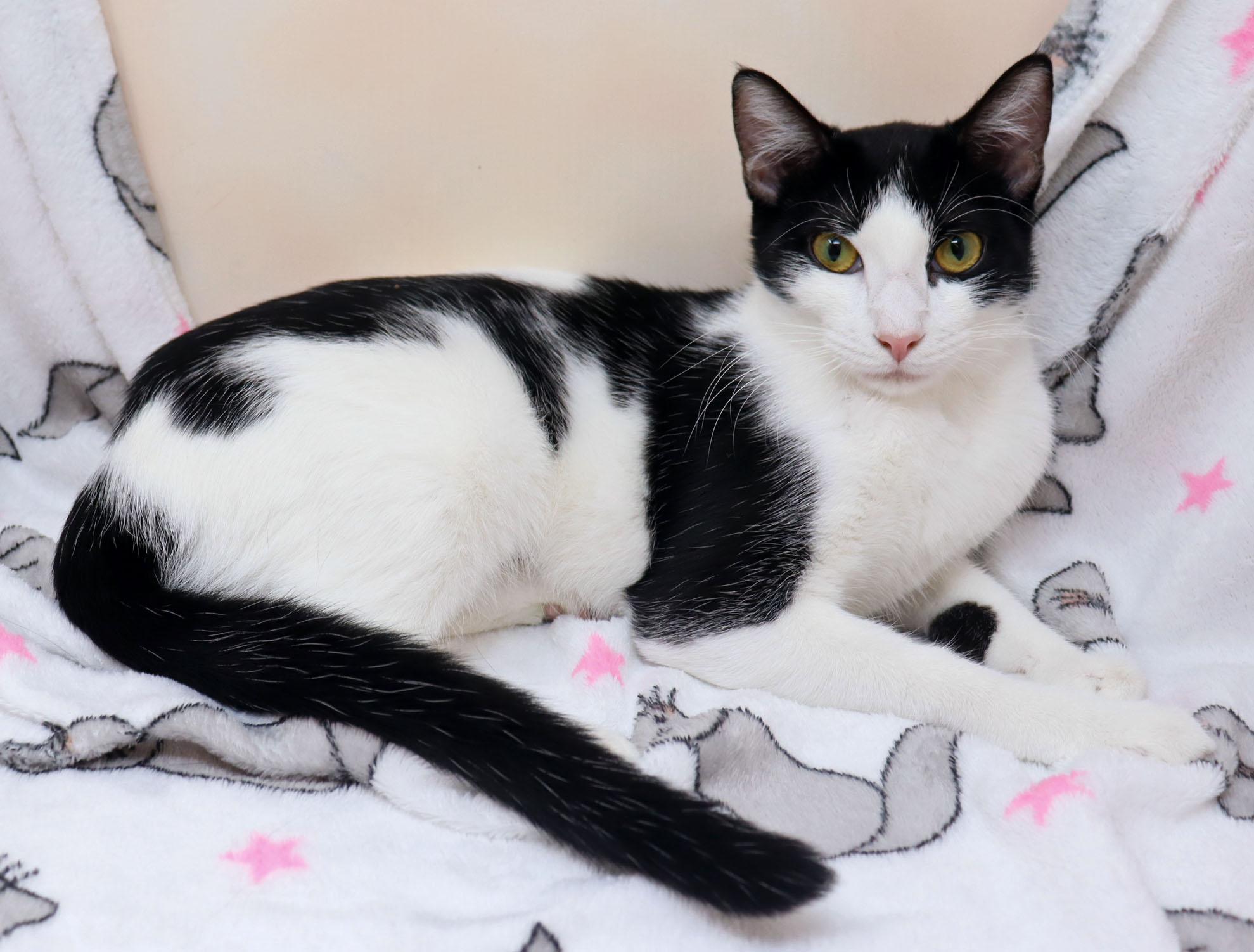 Enlarge Flower, a ADOPTABLE Domestic Short Hair in Tierra Verde, FL image 2/3
