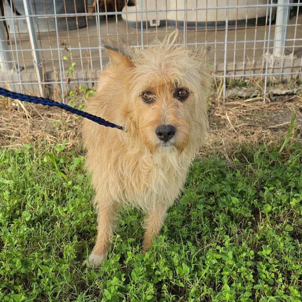 PUCK, Adoptable, Adult Male Terrier.