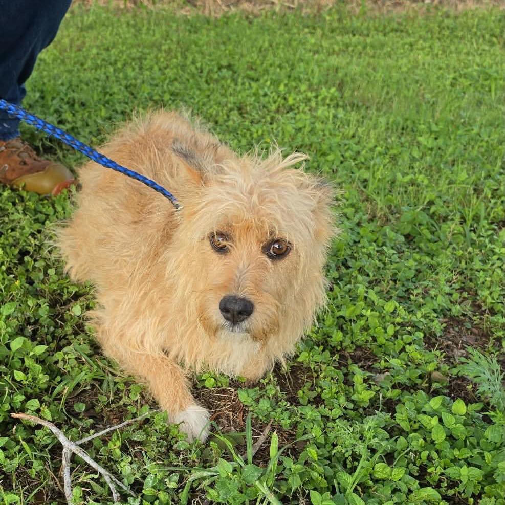 Enlarge PUCK, a Adoptable Terrier in Berlin, NJ image 3/5