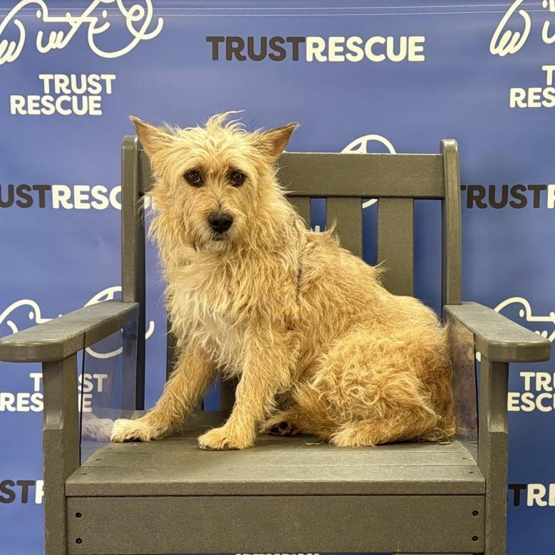 PUCK, Adoptable, Adult Male Terrier.
