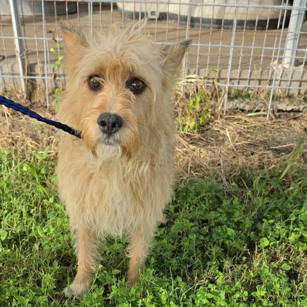 Enlarge PUCK, a Adoptable Terrier in Berlin, NJ image 5/5