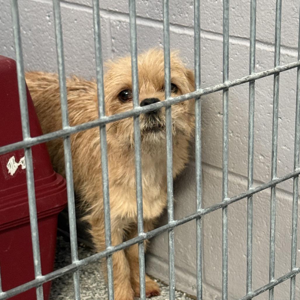 Miko, Adoptable, Young Male Terrier.