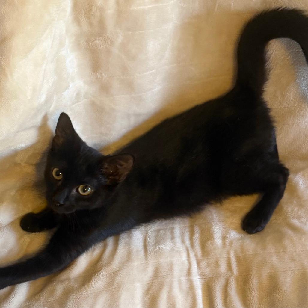 Bart, Adoptable, Kitten Male Domestic Short Hair.