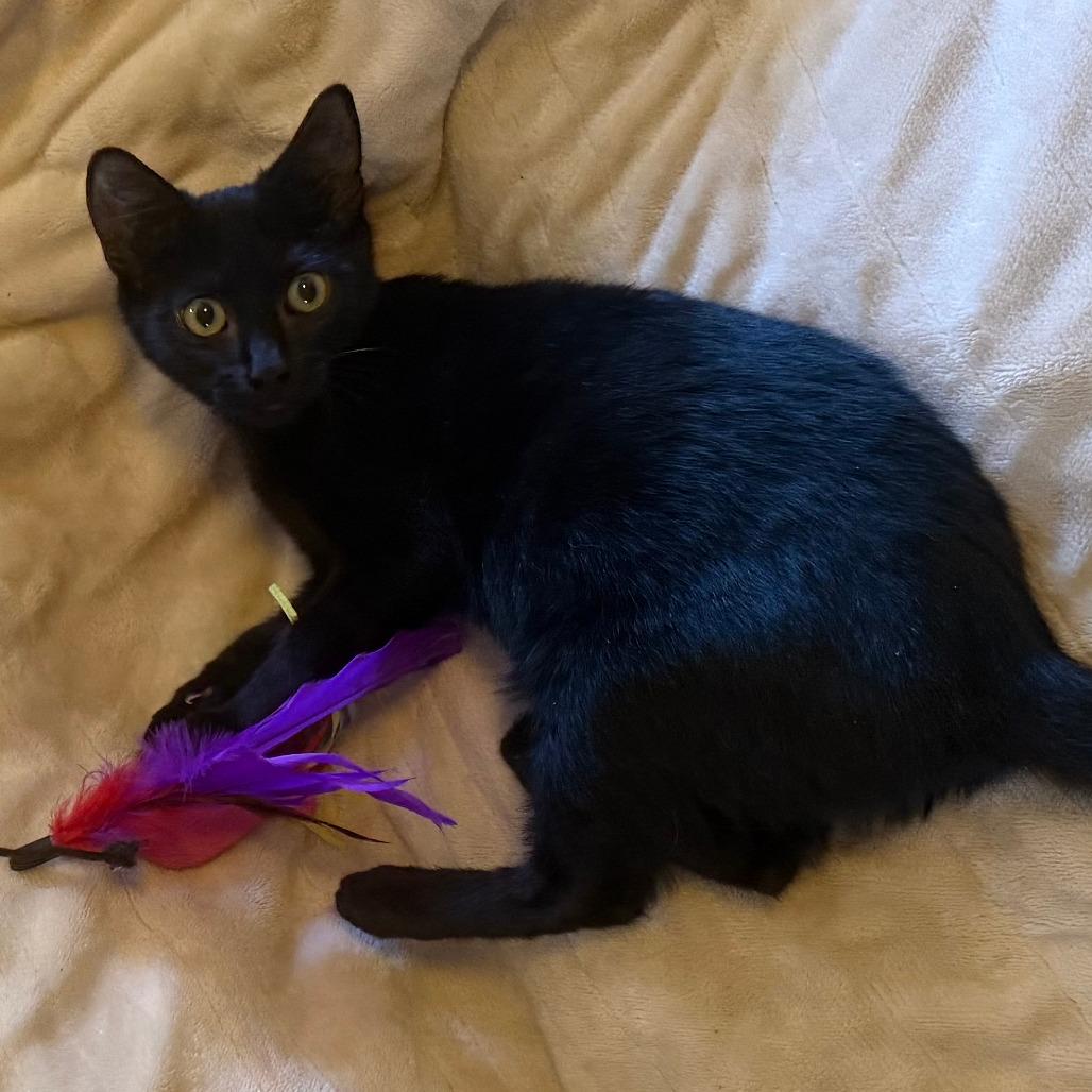 Enlarge Bart, a Adoptable Domestic Short Hair in Santa Rosa, CA image 2/3