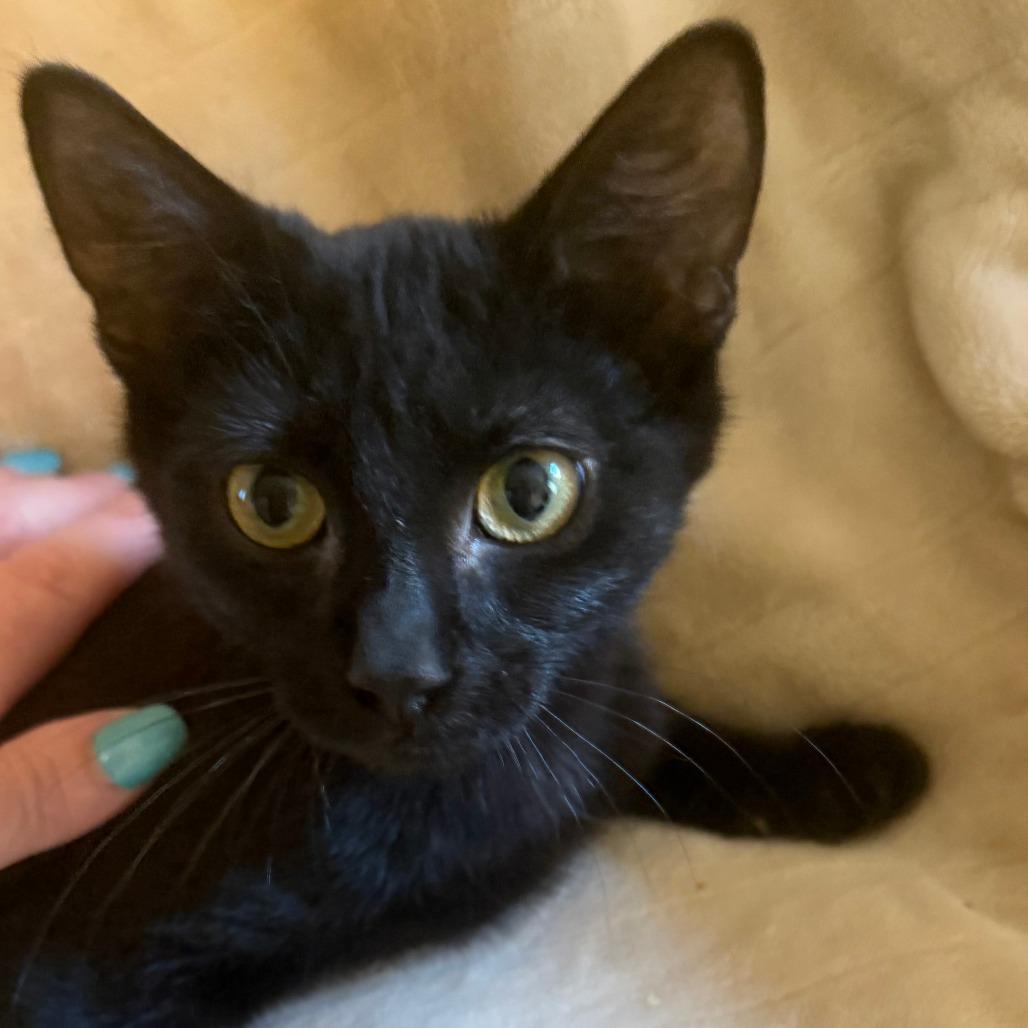 Enlarge Bart, a Adoptable Domestic Short Hair in Santa Rosa, CA image 3/3