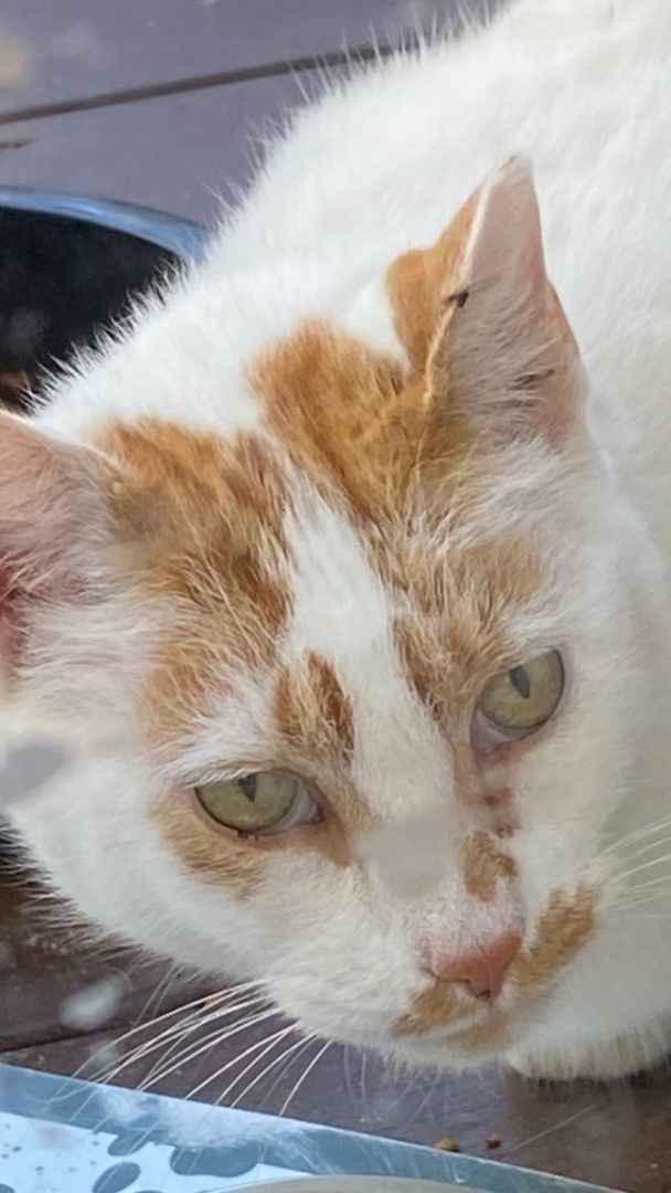 Greysen *Barn Cat-fully vetted*, Adopted, Adult Male Domestic Short Hair.