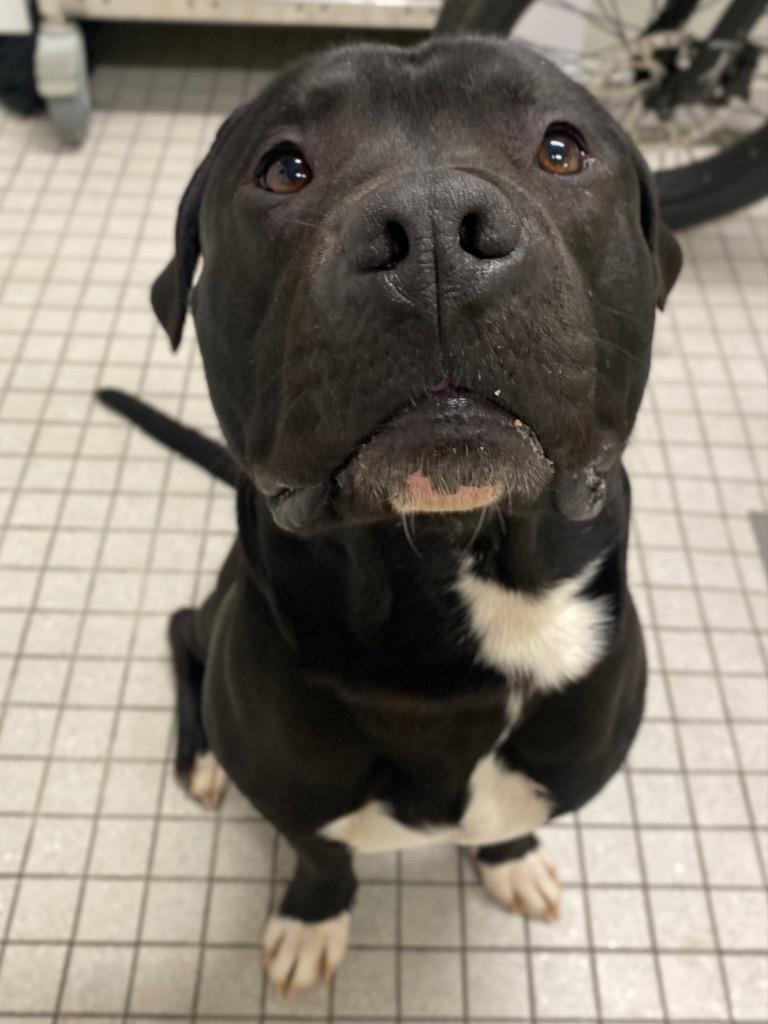 Conway, a Adoptable mixed breed in Fall River, MA image 1/6