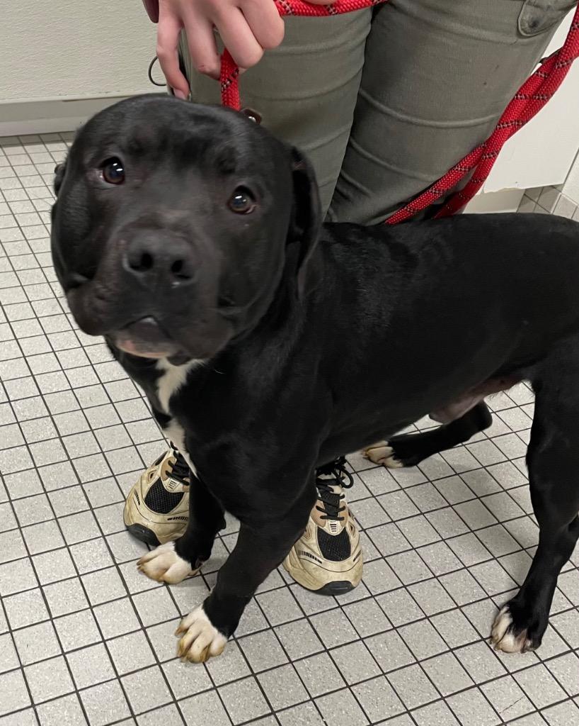 Conway, a Adoptable mixed breed in Fall River, MA image 2/6