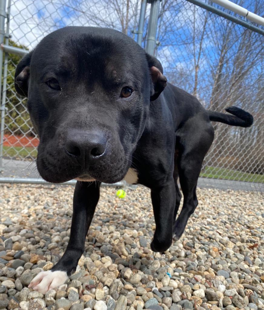 Conway, a Adoptable mixed breed in Fall River, MA image 3/6