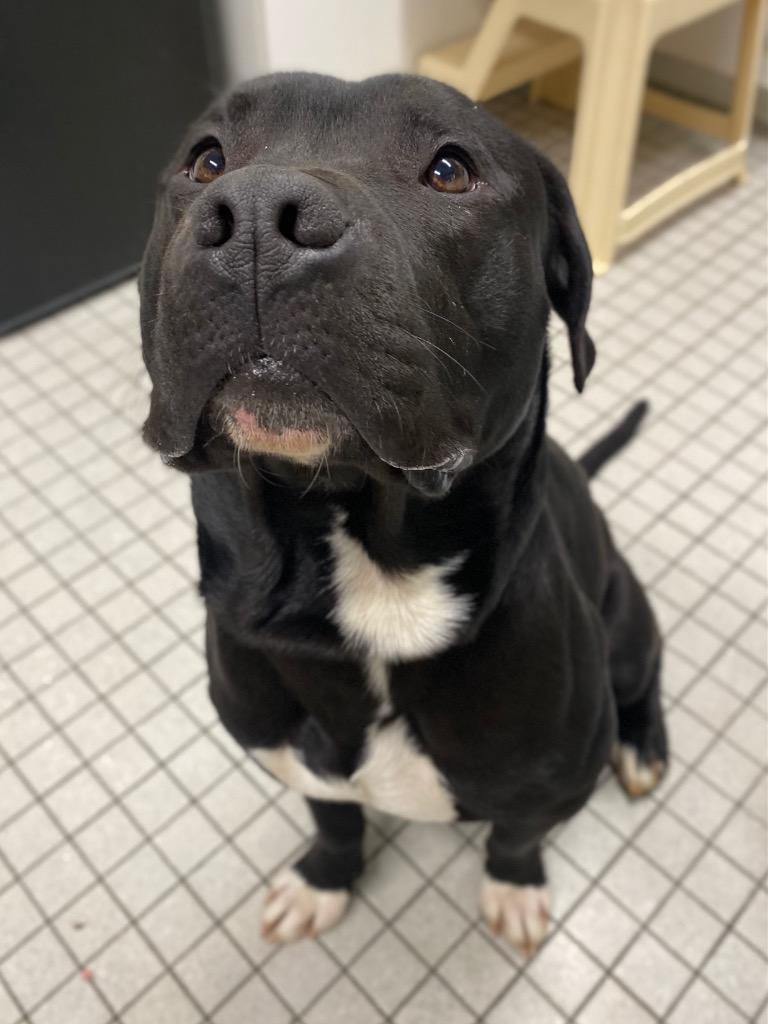 Conway, a Adoptable mixed breed in Fall River, MA image 4/6