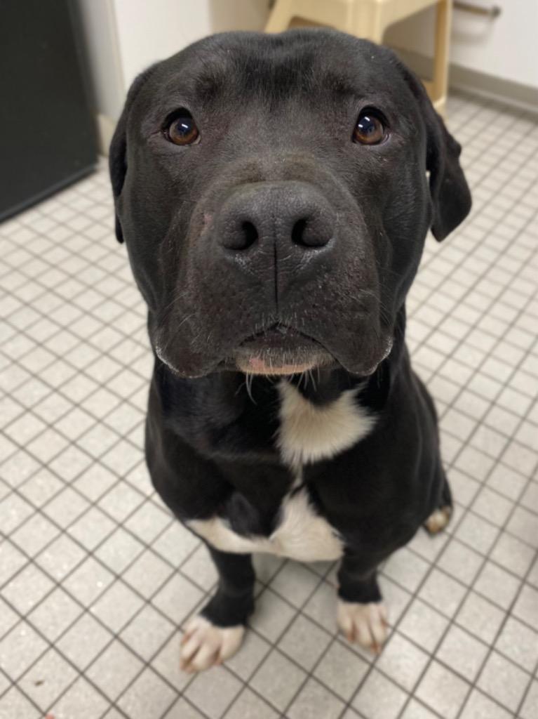 Conway, a Adoptable mixed breed in Fall River, MA image 5/6