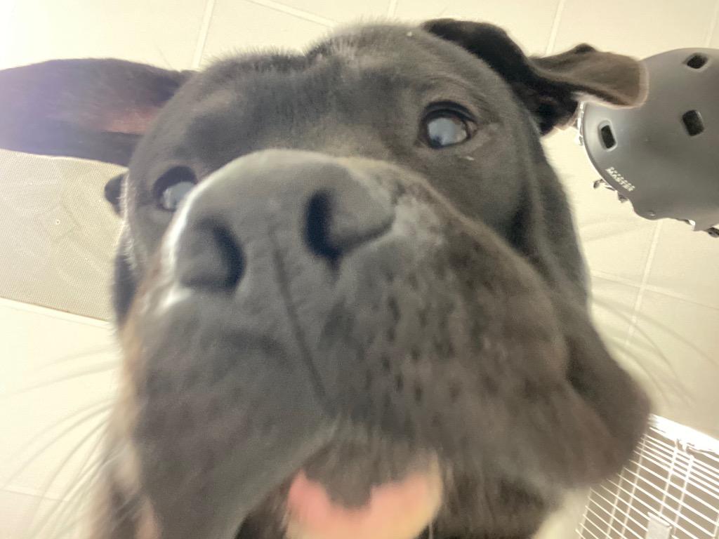 Conway, a Adoptable mixed breed in Fall River, MA image 6/6