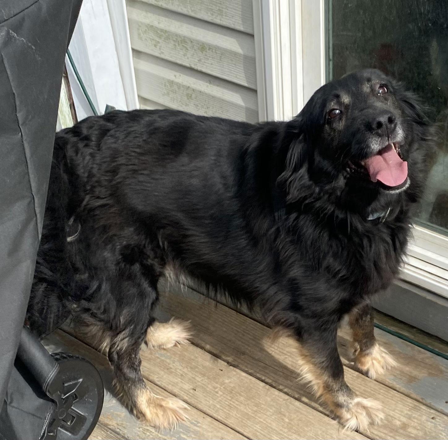 Joanie, Adoptable, Adult Female Labrador Retriever.