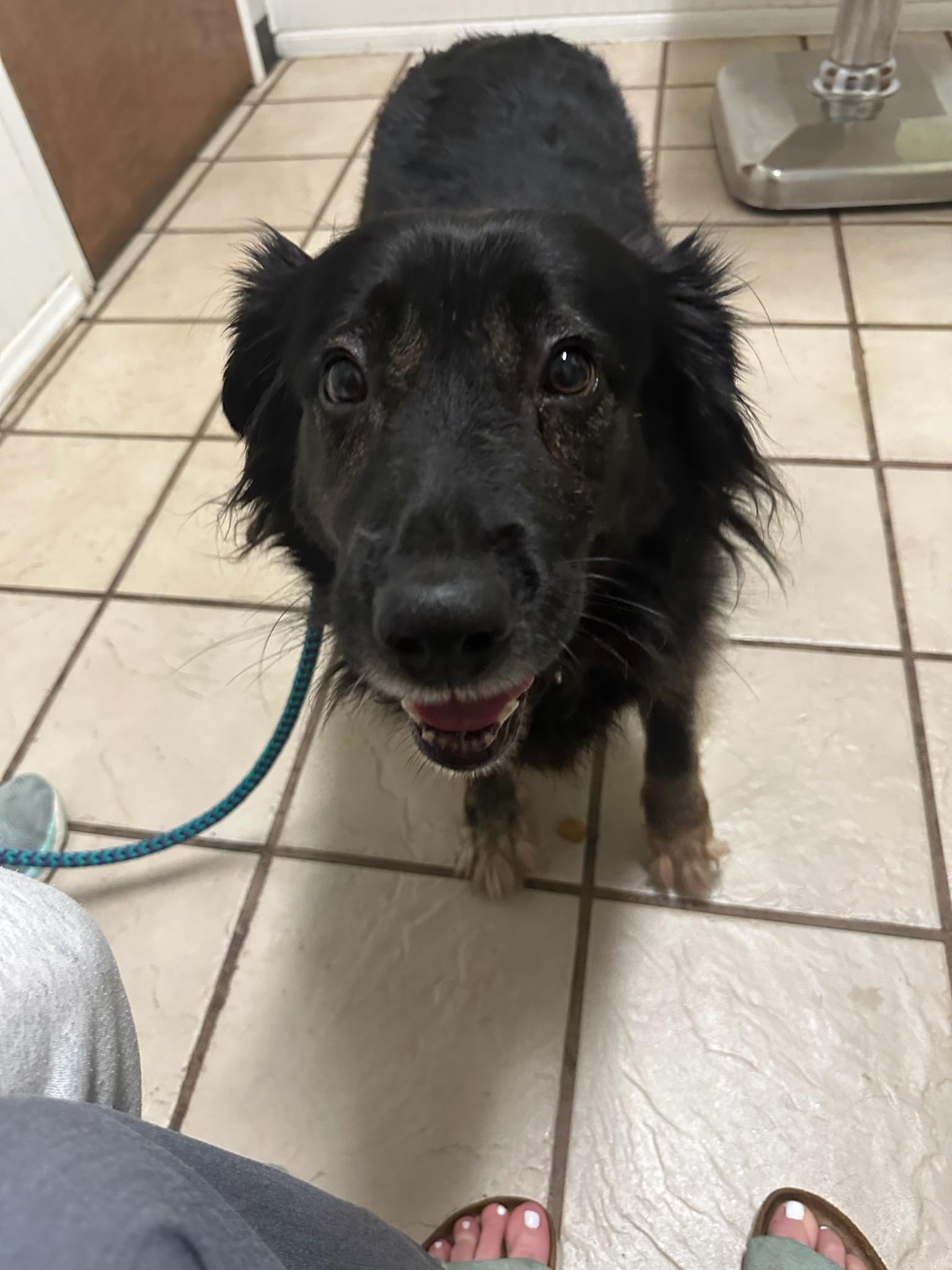 Enlarge Joanie, a Adoptable Labrador Retriever in Holly Springs, NC image 2/3