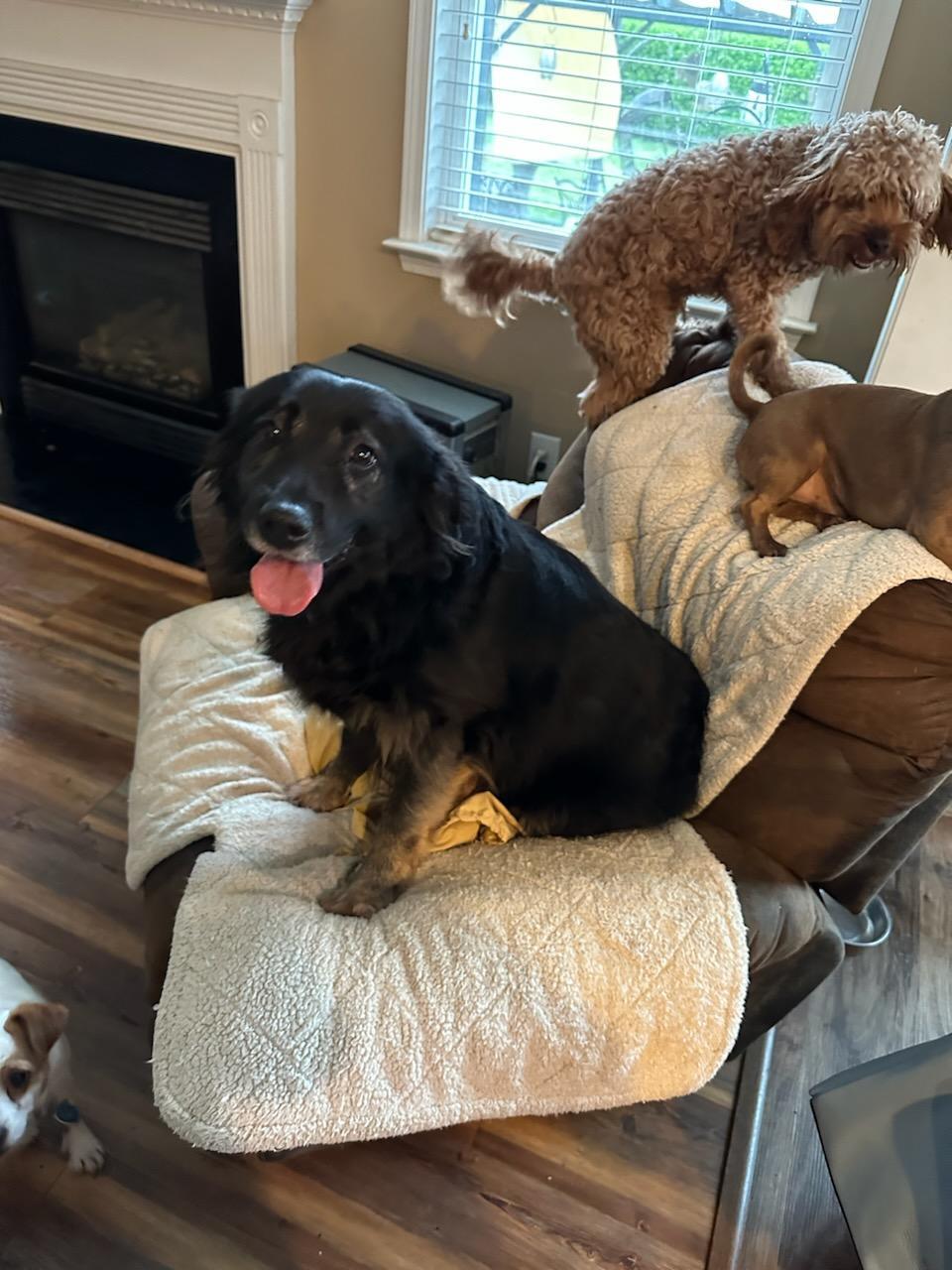 Enlarge Joanie, a Adoptable Labrador Retriever in Holly Springs, NC image 5/6