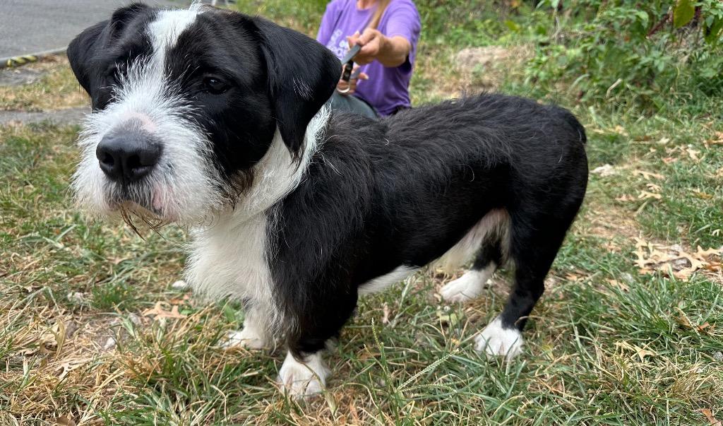 Enlarge Basil, a Adoptable Terrier in Ewing, NJ image 1/4