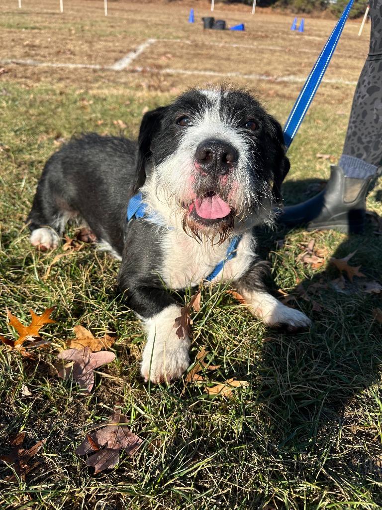 Enlarge Basil, a Adoptable Terrier in Ewing, NJ image 2/4