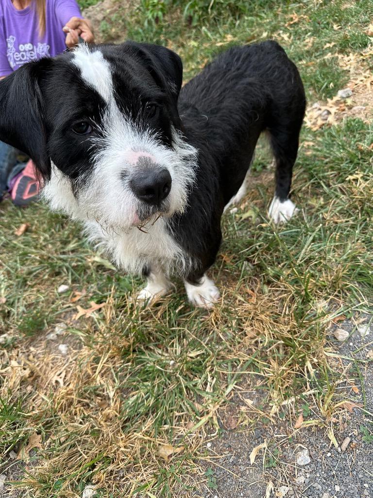 Basil, a Adoptable Terrier in Ewing, NJ image 2/4