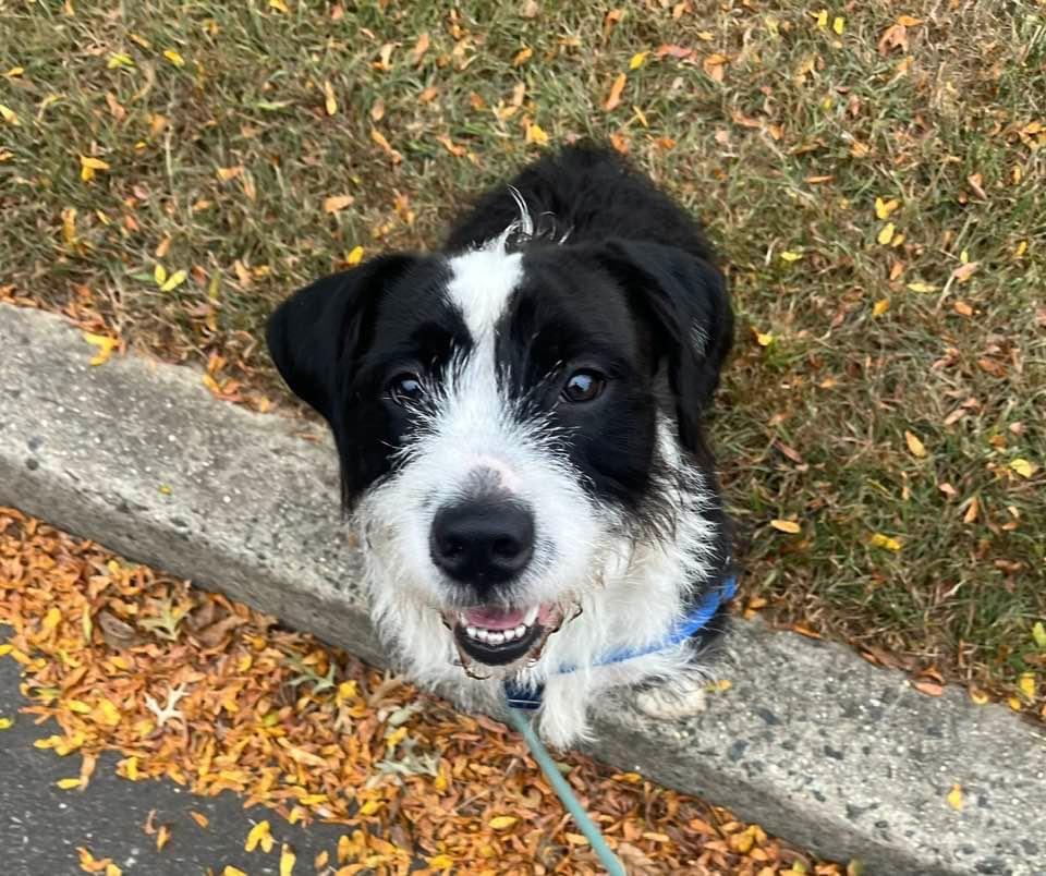 Basil, a Adoptable Terrier in Ewing, NJ image 3/4