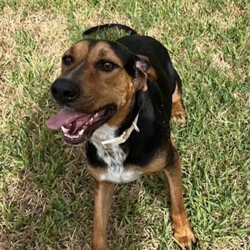 Dexter, Adoptable, Young Male Coonhound.