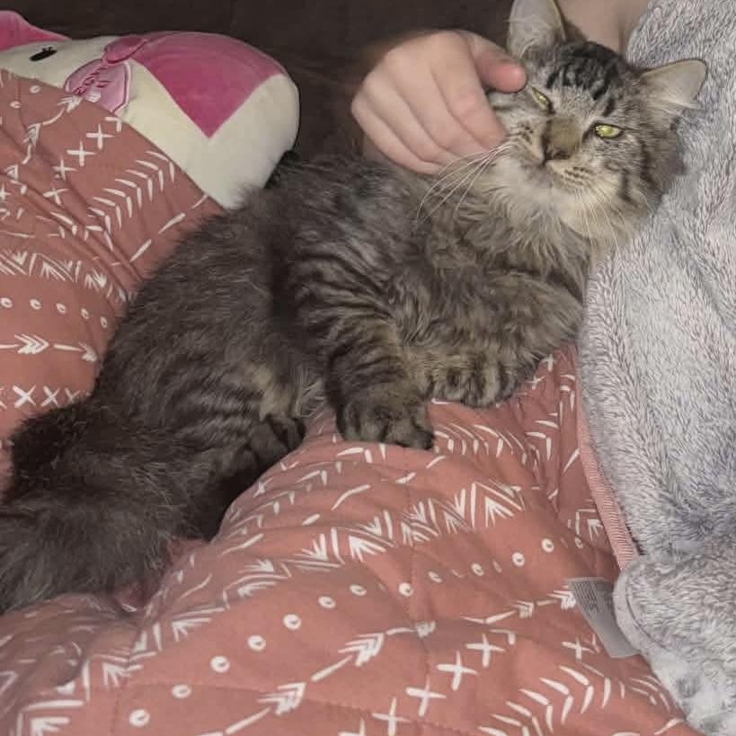 Enlarge Ronny, an adopted mixed breed in Gladstone, OR image 2/5