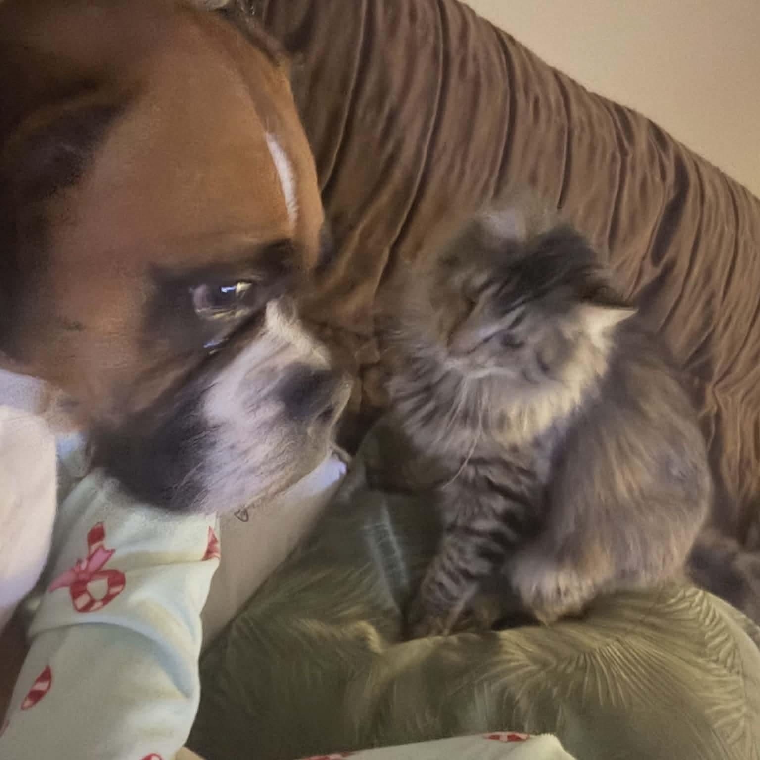 Enlarge Ronny, an adopted mixed breed in Gladstone, OR image 4/5