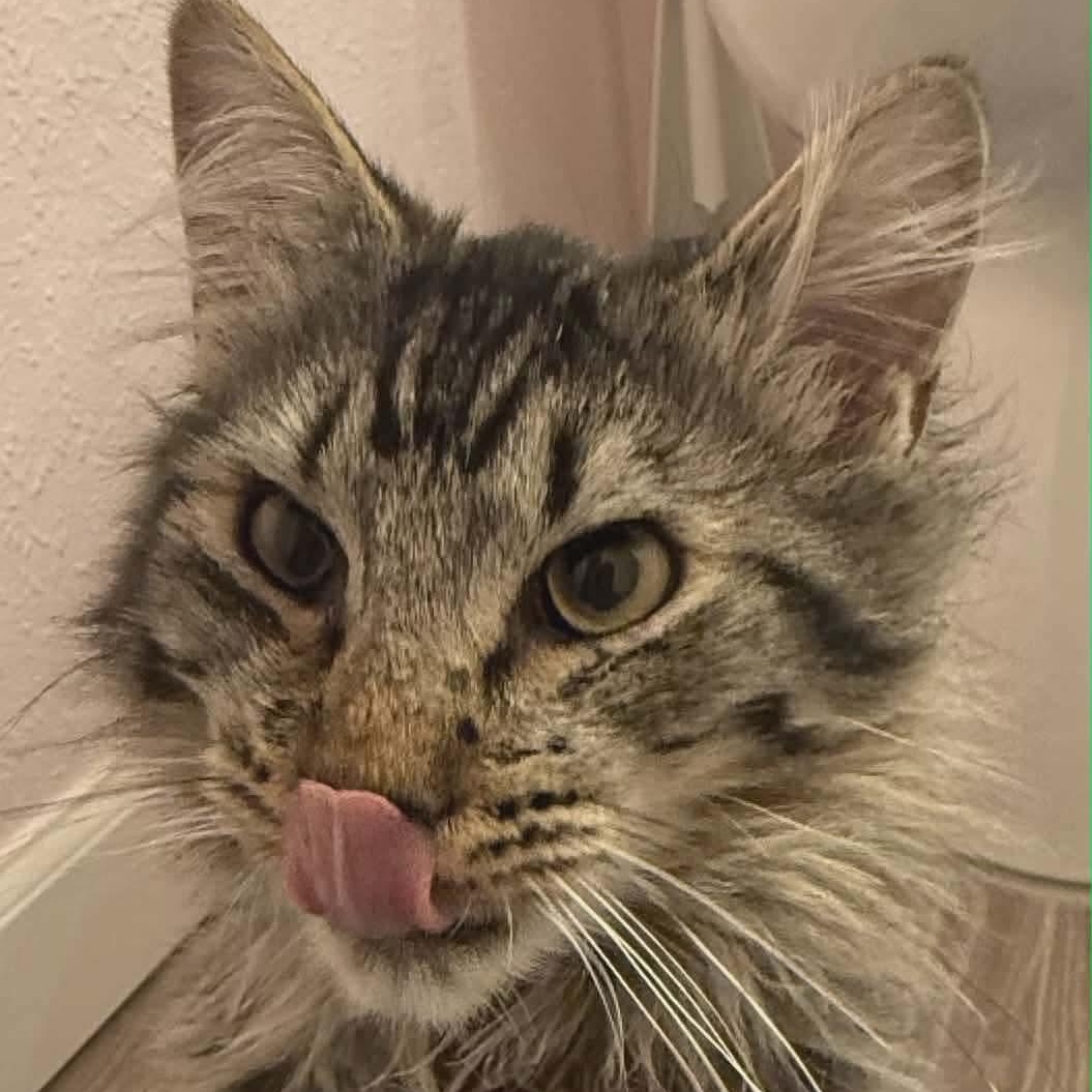 Enlarge Ronny, an adopted mixed breed in Gladstone, OR image 5/5