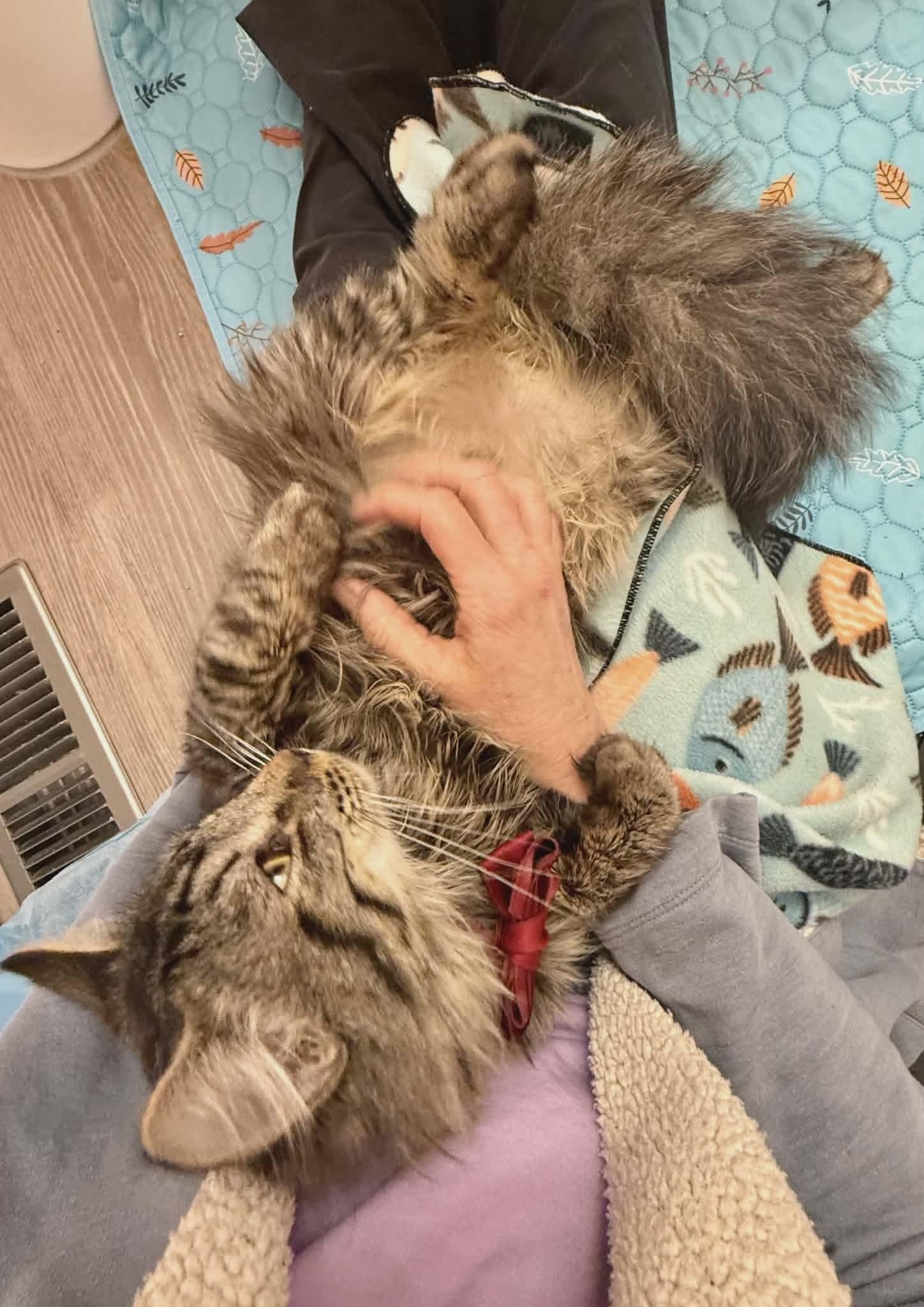 Enlarge Ronny, an adopted mixed breed in Gladstone, OR image 3/5