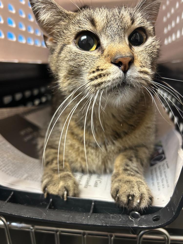 Cherry Blossom, Adoptable, Adult Female Domestic Short Hair.