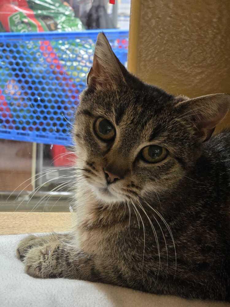Cherry Blossom, a Adoptable Domestic Short Hair in North Brunswick, NJ image 2/2